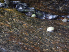 Nerita plicata