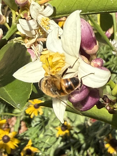 Unknown species found near Paddock Way, Windsor Mill, MD, US