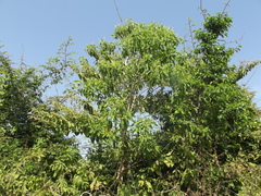 Lippia myriocephala