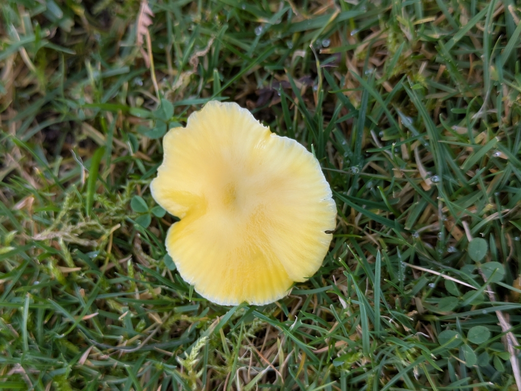 Hygrocybe ceracea · November 2025 · photo: © djgwild (iNaturalist, cc-by)