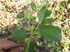 Lippia myriocephala
