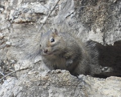 Sciurotamias davidianus