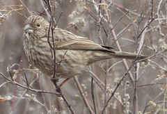 Carpodacus davidianus