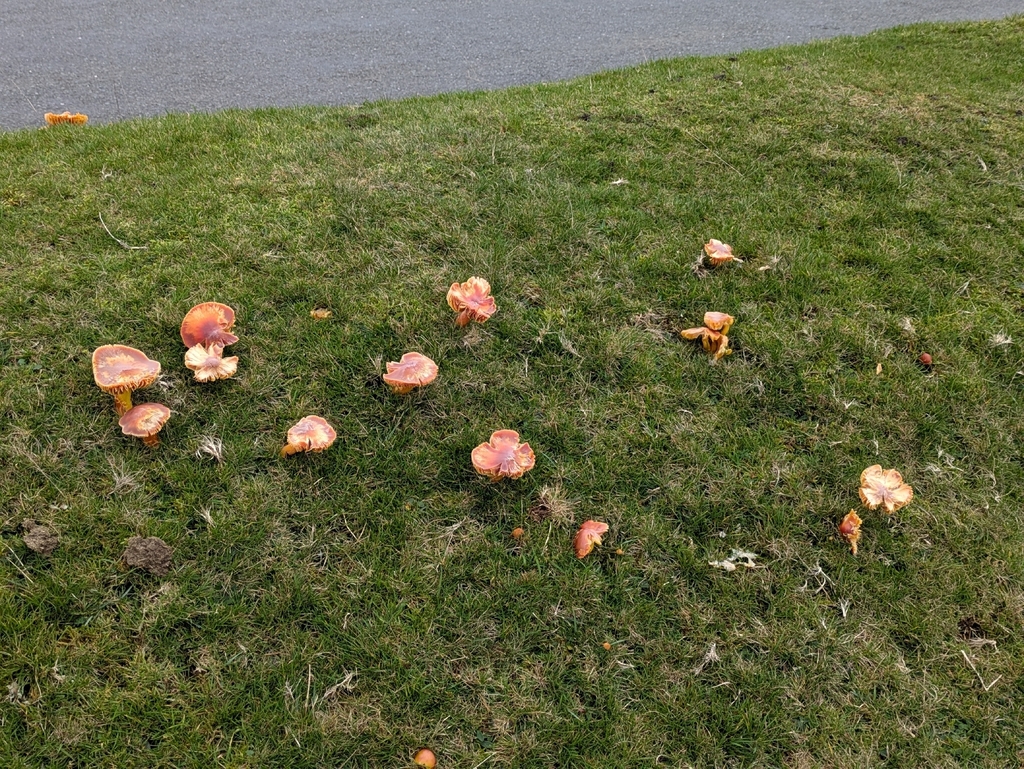 Hygrocybe punicea · November 2025 · photo: © djgwild (iNaturalist, cc-by)