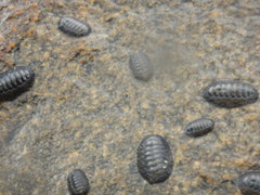 Chitonoidea