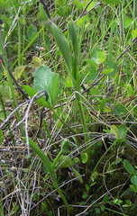 Platanthera tipuloides
