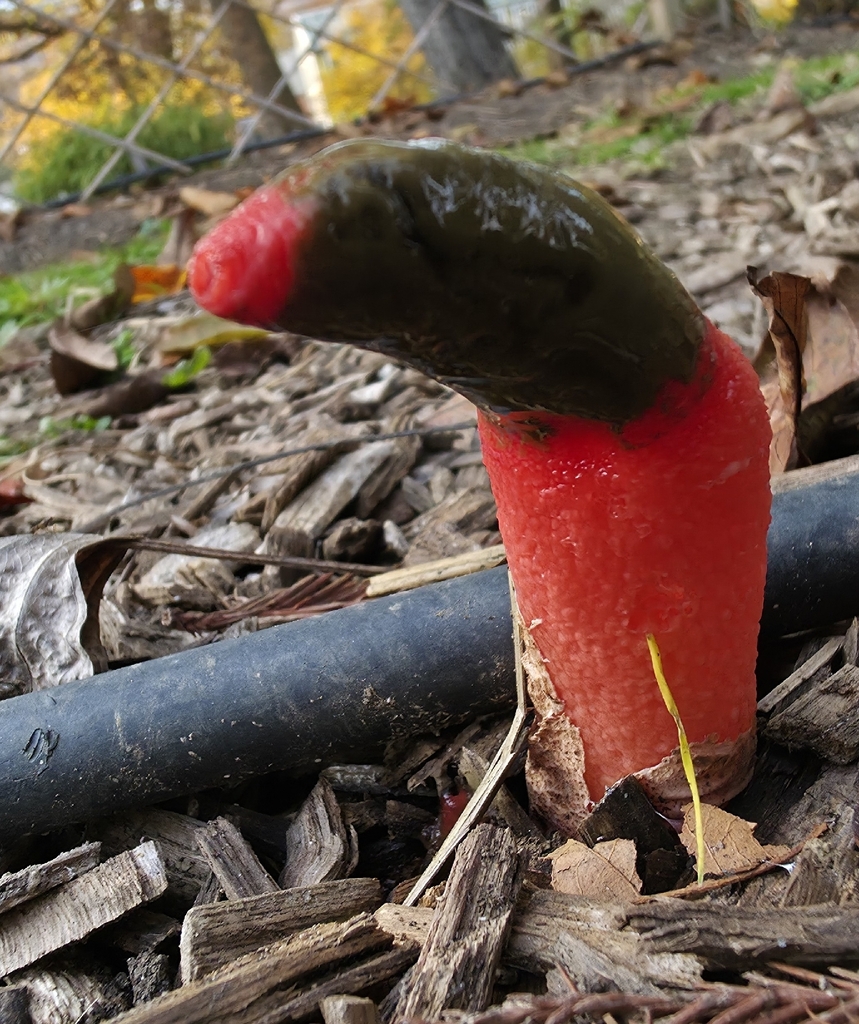 Mutinus elegans · November 2025 · photo: © glacial (iNaturalist, cc-by)