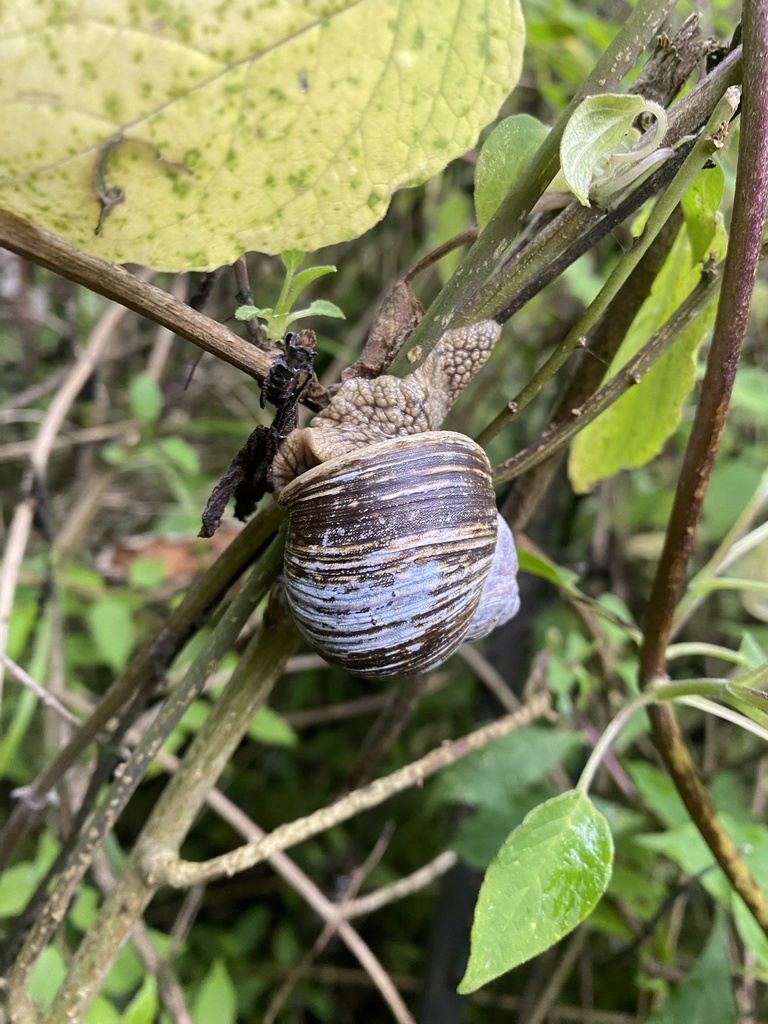 Humboldtiana buffoniana