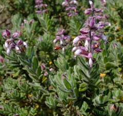 Syncolostemon albiflorus