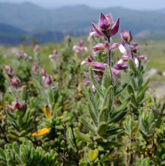 Syncolostemon albiflorus