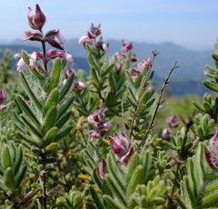 Syncolostemon albiflorus