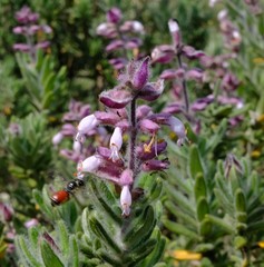 Syncolostemon albiflorus