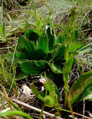 Alepidea setifera