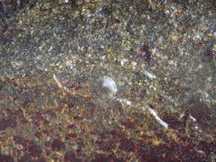 Cellana radians