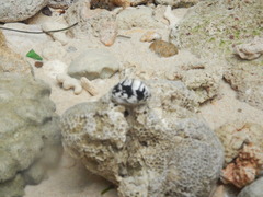 Nerita albicilla