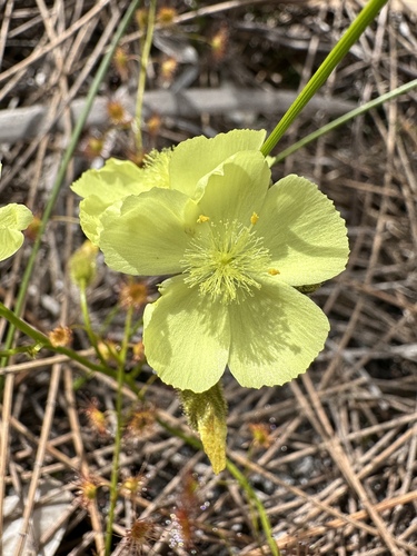 Drosera sulphurea (Drosera sulphurea)