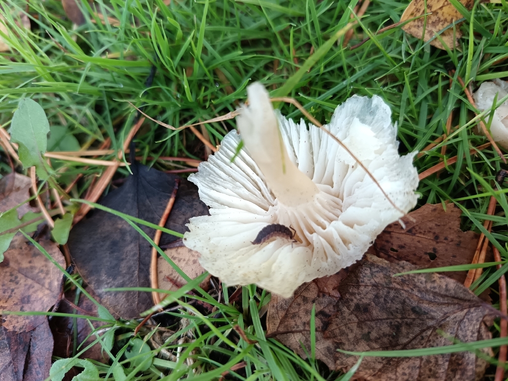 Cuphophyllus virgineus · November 2025 · photo: © unseelie (iNaturalist, cc-by)