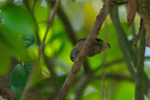 Golden-spangled Piculet (Picumnus exilis), photo 6