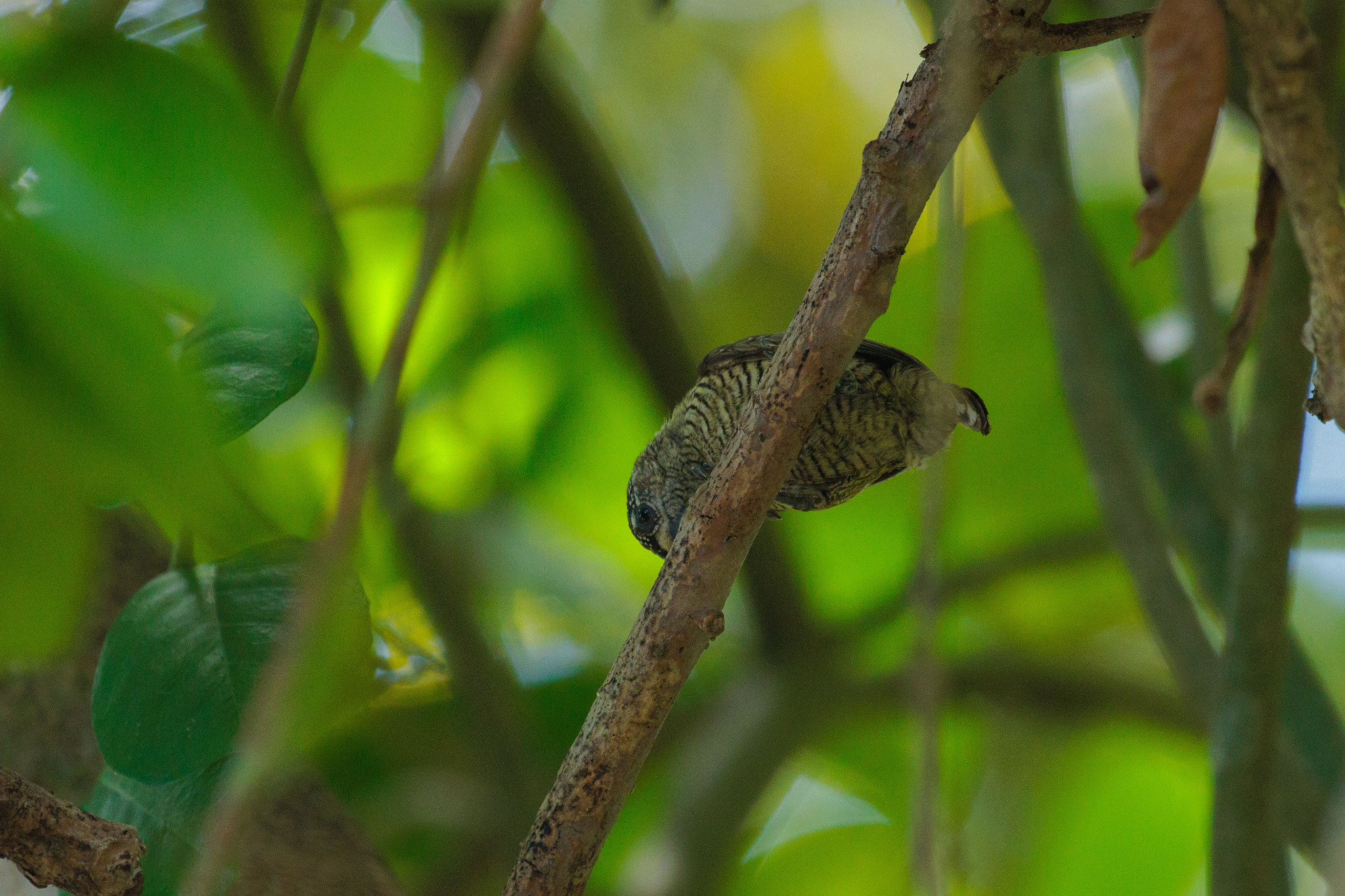 Golden-spangled Piculet (Picumnus exilis), photo 6