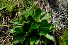 Alepidea setifera