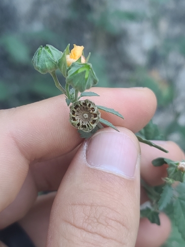 Earleaf Fanpetals (Sida tragiifolia)