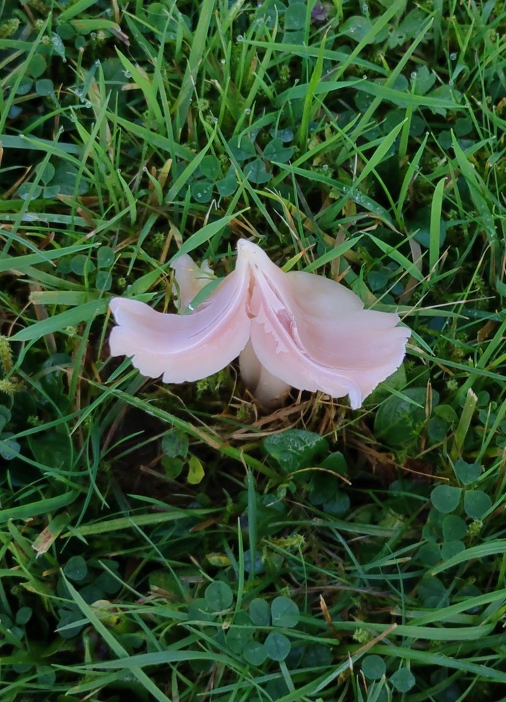 Porpolomopsis calyptriformis · November 2025 · photo: © ben_deed (iNaturalist, cc0)