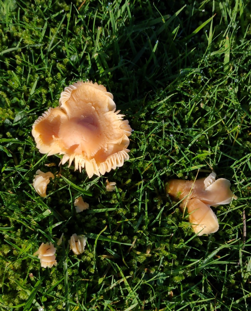 Cuphophyllus pratensis · November 2025 · photo: © ben_deed (iNaturalist, cc0)