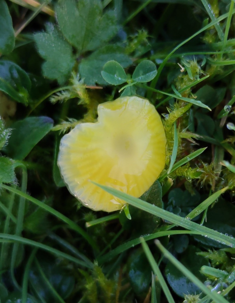 Hygrocybe glutinipes · November 2025 · photo: © ben_deed (iNaturalist, cc0)