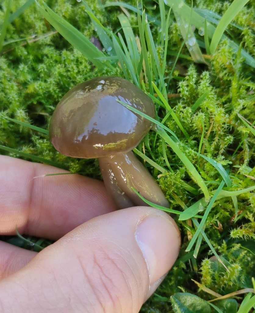 Gliophorus irrigatus · November 2025 · photo: © ben_deed (iNaturalist, cc0)