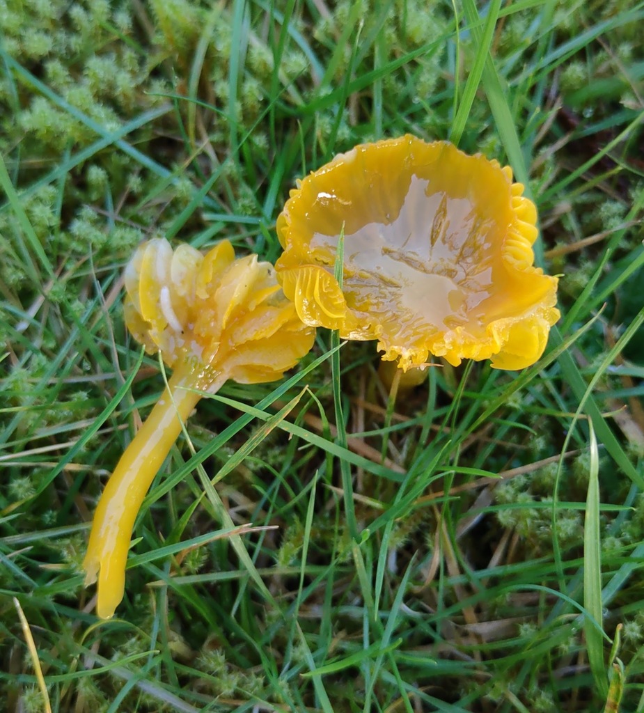 Gliophorus psittacinus · November 2025 · photo: © ben_deed (iNaturalist, cc0)