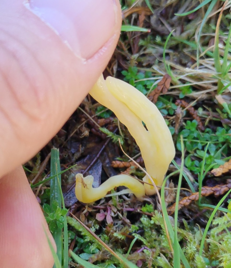 Clavulinopsis helvola · November 2025 · photo: © ben_deed (iNaturalist, cc0)