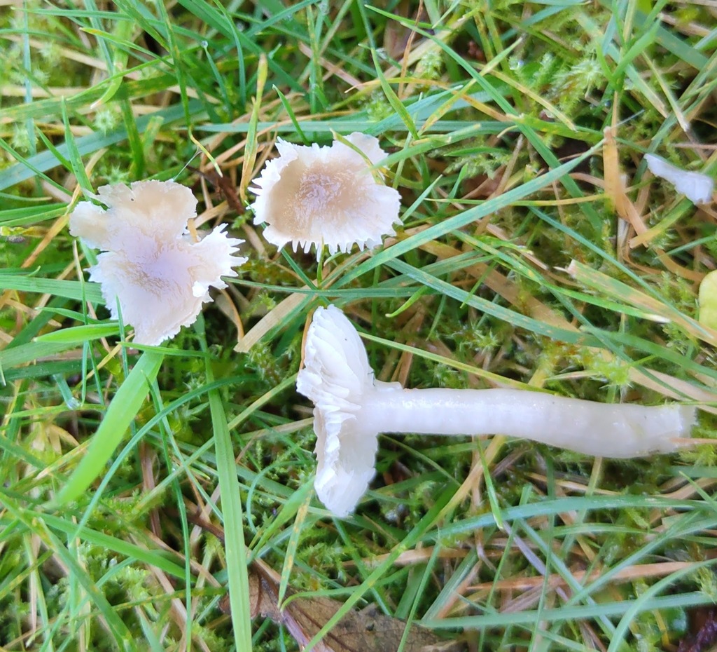 Gliophorus irrigatus · November 2025 · photo: © ben_deed (iNaturalist, cc0)