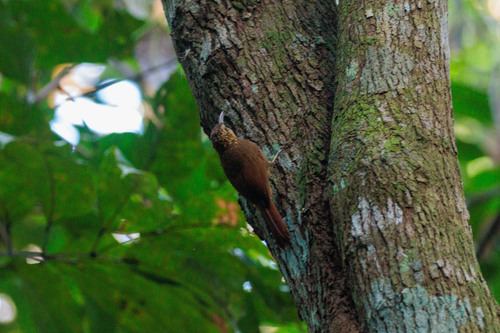 Ceara Woodcreeper (Xiphorhynchus atlanticus), photo 4