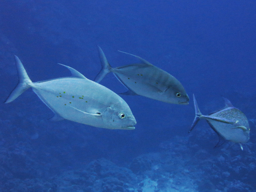 Island trevally (Carangoides orthogrammus) — Carangidae — 4