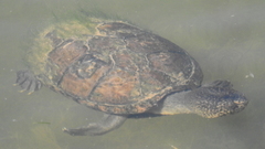 Kinosternon hirtipes