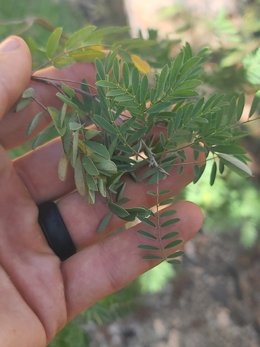 Sonoran indigo (Indigofera sphaerocarpa)