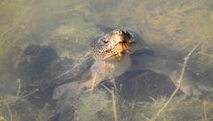 Kinosternon hirtipes