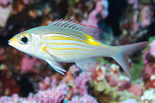 Glowfish (Gnathodentex aureolineatus) — Lethrinidae — 3