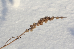Aconitum barbatum
