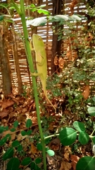 Chamaeleo senegalensis