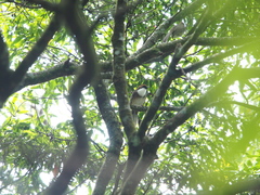 Pterorhinus ruficeps