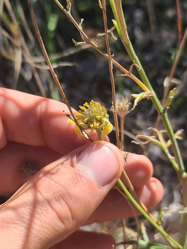 Rincon Rubberweed (Hymenoxys quinquesquamata)