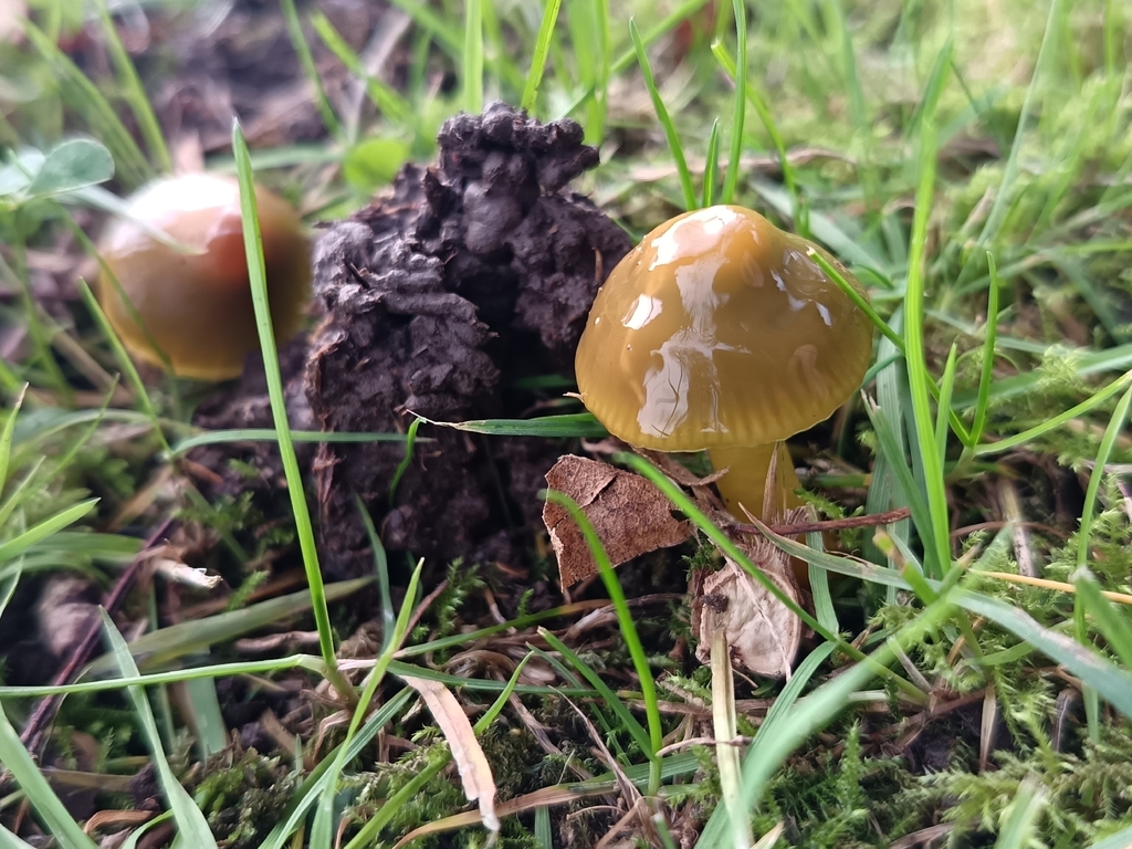 Gliophorus psittacinus · November 2025 · photo: © unseelie (iNaturalist, cc-by)