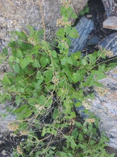 desert ageratina (Ageratina herbacea)
