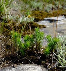 Euryops transvaalensis setilobus