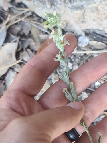 Silene scouleri, photograph 3
