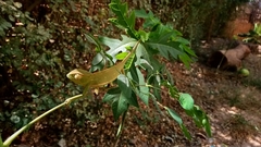 Chamaeleo senegalensis