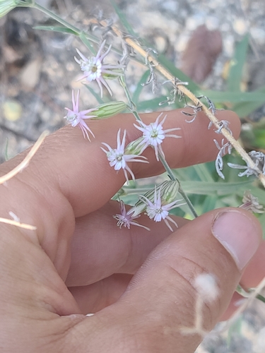 Silene scouleri, photograph 2