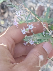 Silene scouleri, photograph author not stated, no rights reserved