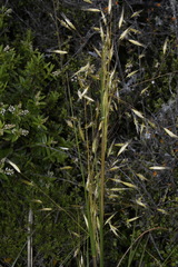 Chionochloa